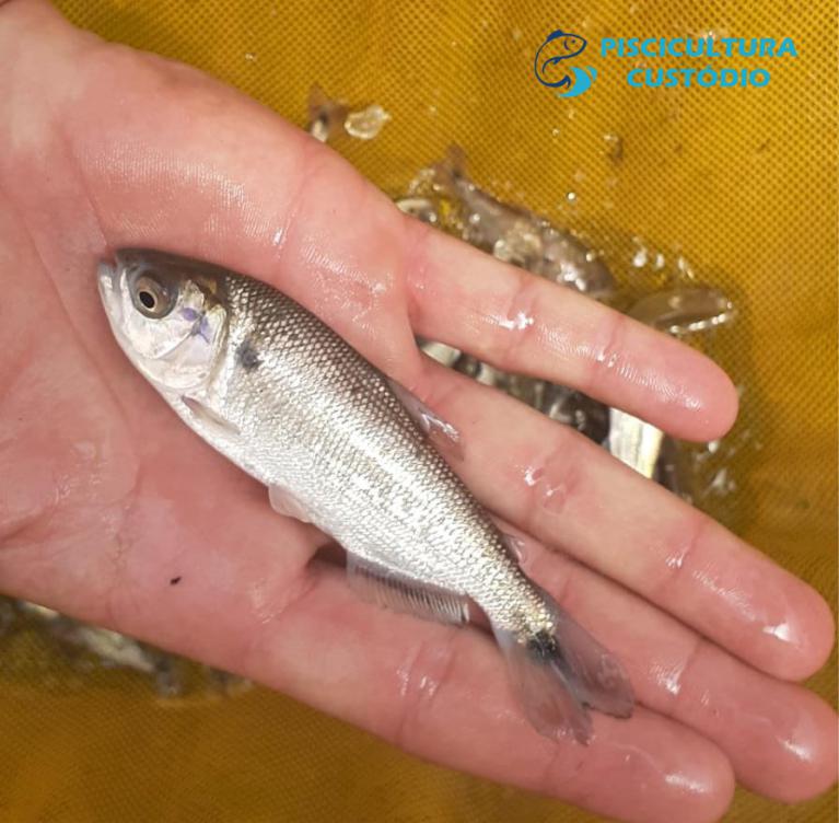 Compre Alevinos de Matrinchã para Piscicultura em São Paulo Compre Alevinos de Matrinchã para Piscicultura em São Paulo