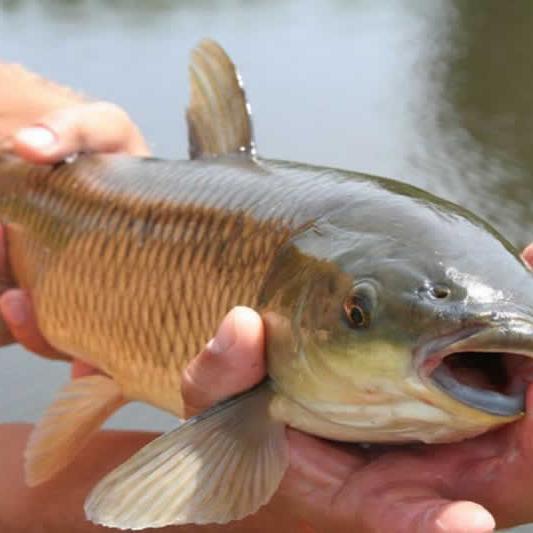 Filhote de Carpa Cabeçuda para Piscicultura em São Paulo