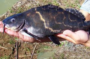 Venda de Alevinos de Jundiá Onça para Piscicultores Venda de Alevinos de Jundiá Onça para Piscicultores