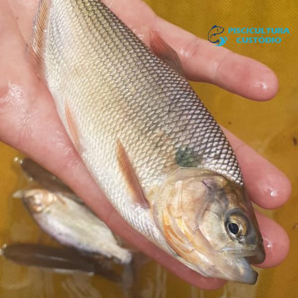 Matrinchã Juvenil Matrinchã Juvenil