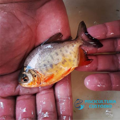 Filhotes de Pacu Patinga para Criadores em SP