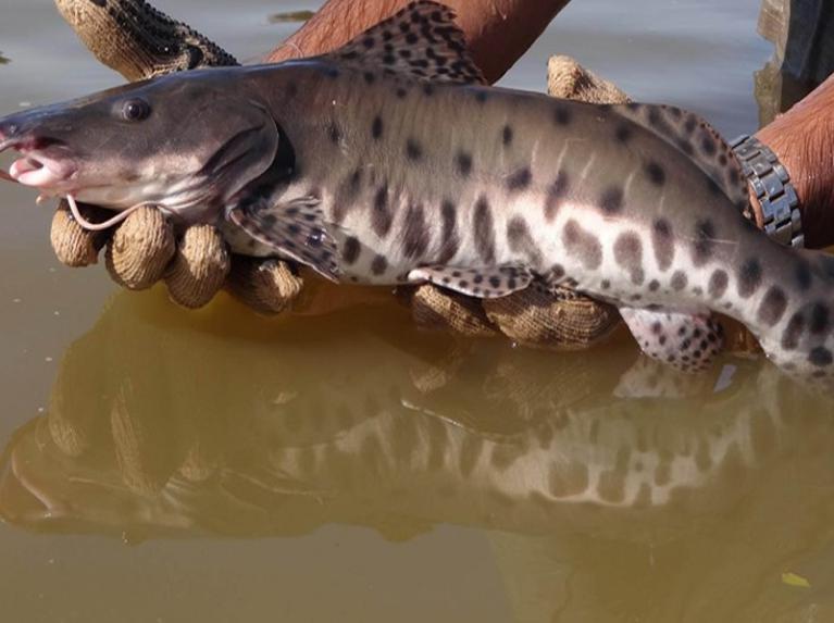 Venda de Alevinos de Jundiá Onça para Piscicultores Venda de Alevinos de Jundiá Onça para Piscicultores