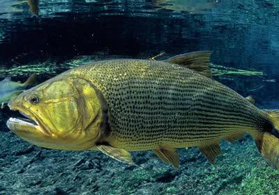 Venda de Alevino de Dourado para Criatórios em SP Venda de Alevino de Dourado para Criatórios em SP